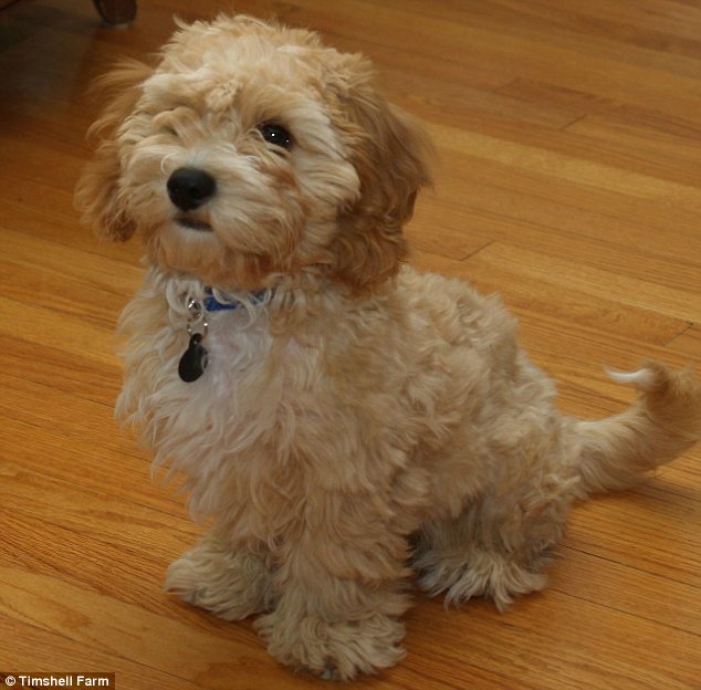 Babyface puppy