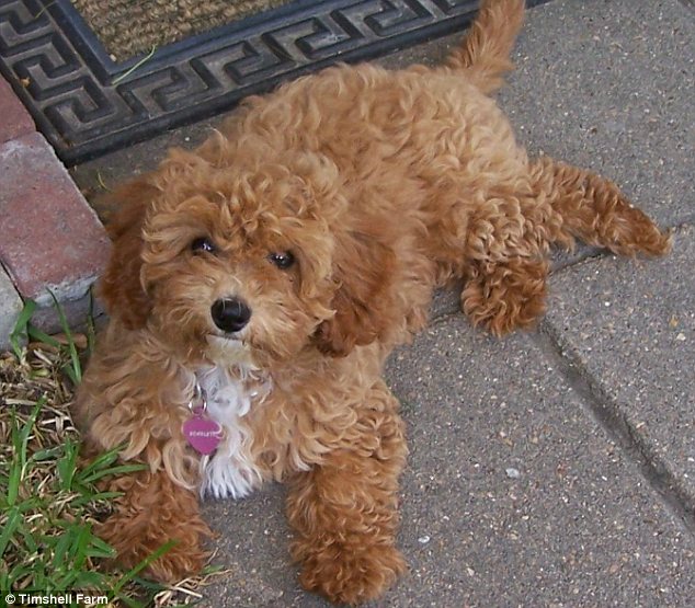 Cock-a-poo puppy