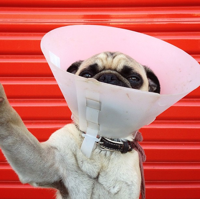 Pug in cone selfie