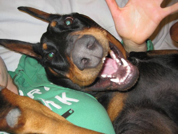 Doberman selfie