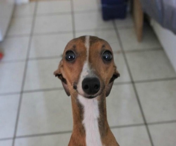 Italian Greyhound selfie