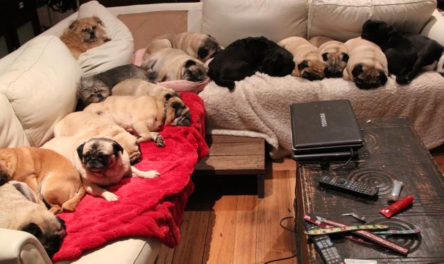 There's Heaven On Earth and It's Filled With Pugs - Three Million Dogs
