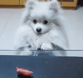 giphy-102.gif