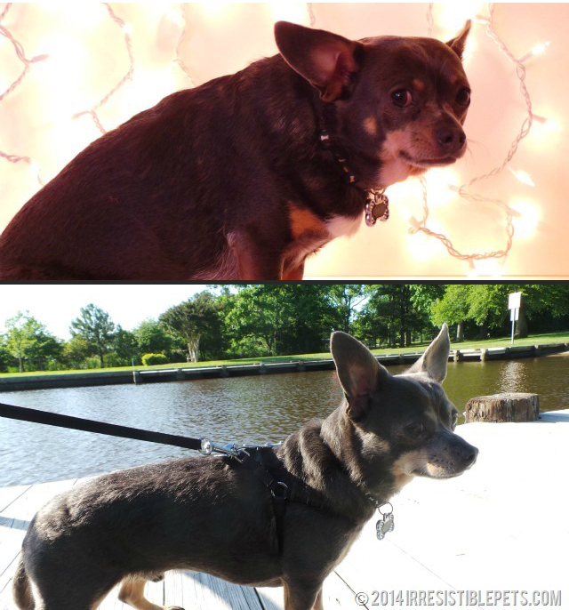 Chuy-Chihuahua-Weight-Loss-Transformation-IrresistiblePets.com_thumb copy
