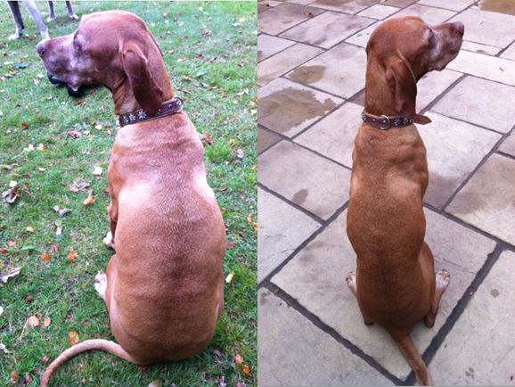 Weight-Loss-Barry4