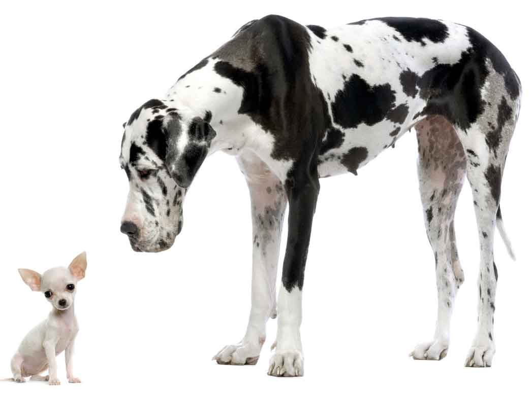 The Small Dog Syndrome | PetNook.in The Small Dog Syndrome | PetNook.in