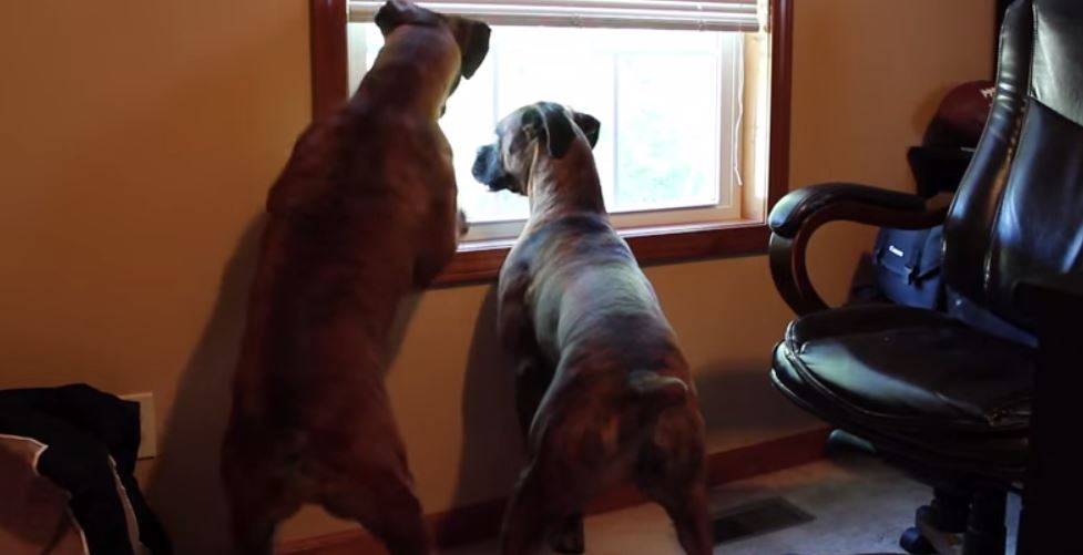 what dogs do when home alone