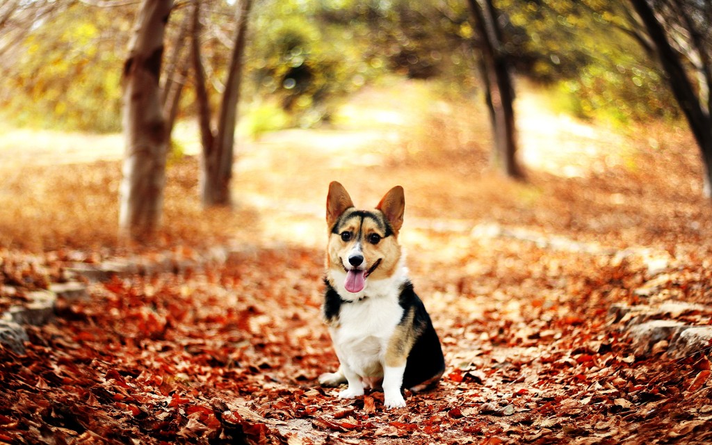 corgi1.jpg