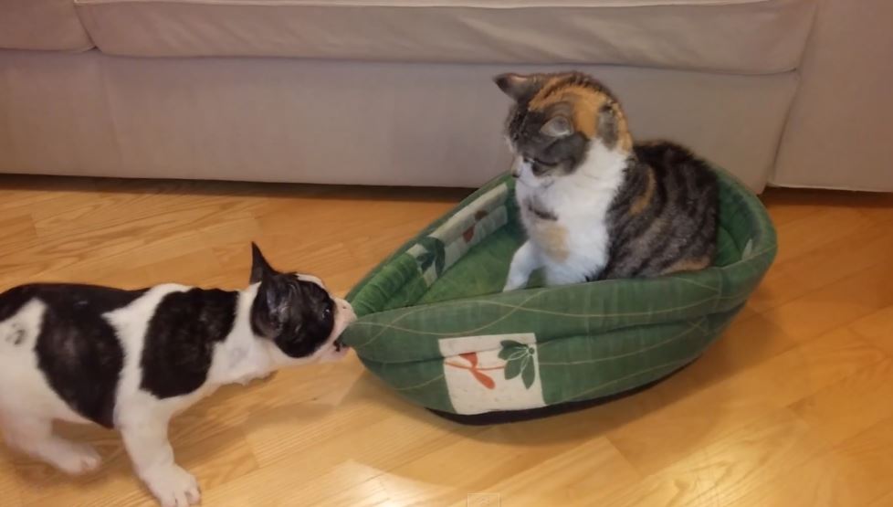 Puppy attempts to reclaim bed from cat Three Million Dogs Protect