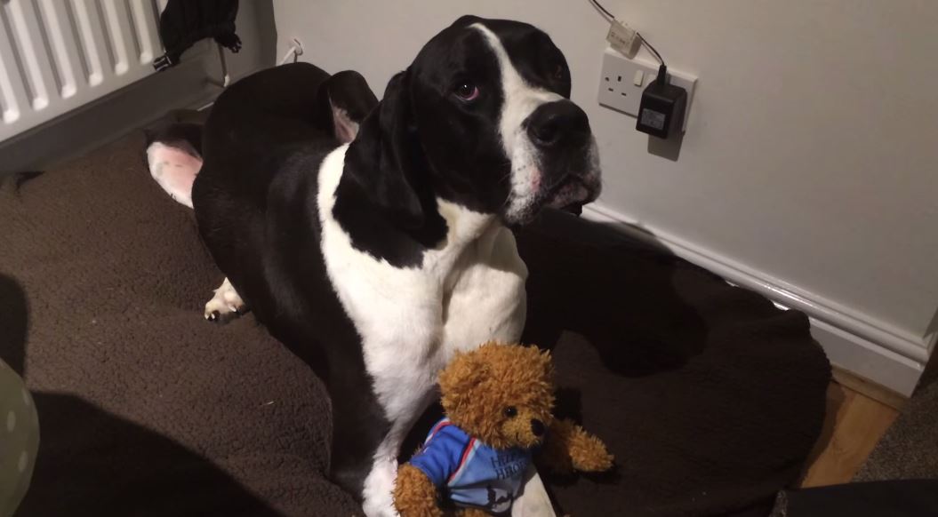 Watch this spoiled Great Dane throw a temper tantrum over his toy Three Million Dogs Protect